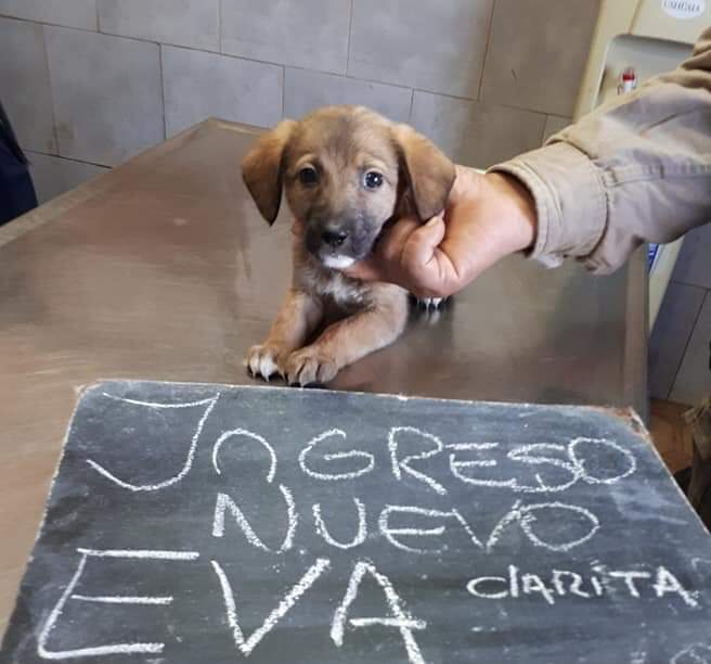 elcampito's tweet photo. Esta mamita y sus bebés es uno de los nuevos ingresos de estos días.
La mami se llama Wifi y los babys Eva, Ivi y Facha💖🤩
Si queres amadrinarlos, te dejamos toda la info en: https://t.co/TRhavbMKJn
Si haces una donación, recordá avisar a👉 madrinasdelcampito@gmail.com🙏Gracias! https://t.co/JS7RYFUF0u