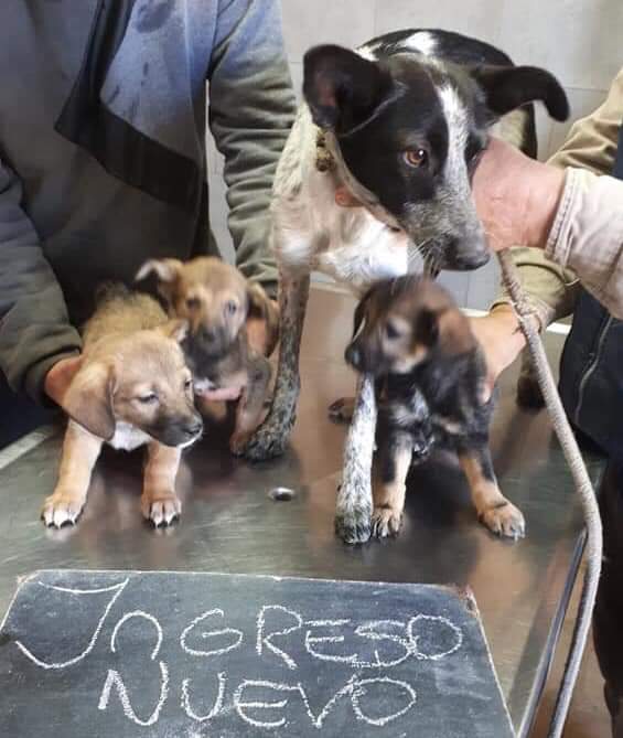 elcampito's tweet photo. Esta mamita y sus bebés es uno de los nuevos ingresos de estos días.
La mami se llama Wifi y los babys Eva, Ivi y Facha💖🤩
Si queres amadrinarlos, te dejamos toda la info en: https://t.co/TRhavbMKJn
Si haces una donación, recordá avisar a👉 madrinasdelcampito@gmail.com🙏Gracias! https://t.co/JS7RYFUF0u