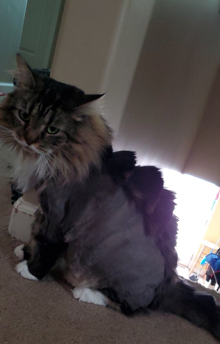 ZenJen03's tweet photo. I turned my cat into a dinosaur! Lol #funnycats #dinosaurkitty #longhairedcats https://t.co/izDzpXu6Kt