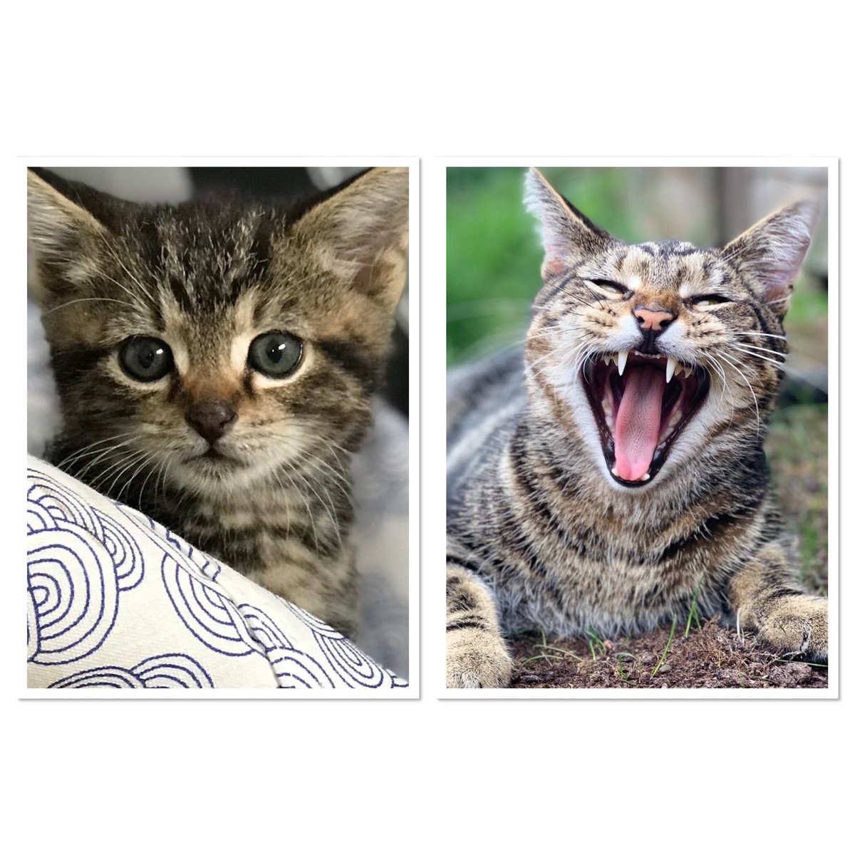 funkydog's tweet photo. KingkitNeelam has been missing for a week 😩😭but walked back in today like nothing had happened #superhappy ❤️#Caturday #catsofinstagram #missingcats #lovemycat https://t.co/Ua1KR1niCm