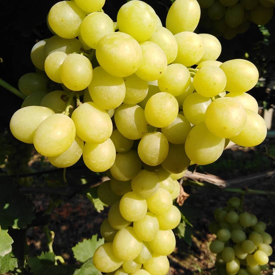 FSeedles's tweet photo. Sağlıklı beden sağlıklı beslenmeden geçer.Kendi bağımızın Miss gibi sezonun ilk doğal taptaze ürünü #süperiorseedles kurusu Türkiye nin üzüm ambarı #Manisa #Sarıgöl den
Toplu alımlarda çok cazip fiyatlar kargo🚛 avantajları
Siz dostlardan küçük bir rica
Lütfen paylaşırmısınız🙏 https://t.co/nHevROuflO