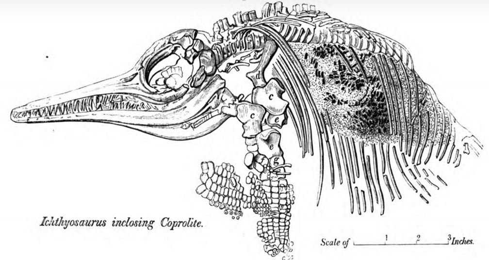 This is AMAZING!

The ichthyosaur Mary is collecting is an illustration of one she actually found! Described in 1836, now <a href="/morethanadodo/">Oxford University Museum of Natural History</a>.

It is a specimen I identified as an Ichthyosaurus anningae, i.e. the species named after Mary Anning!

Fantastic artwork by DoYoon Kim.