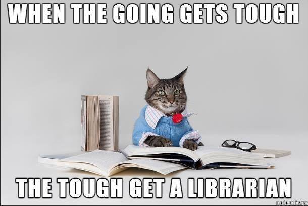 LeMoyneLibrary's tweet photo. Wishing you a Happy #Caturday from the #LeMoyneLibrary!

#LeMoyne https://t.co/u05ACUeoLm