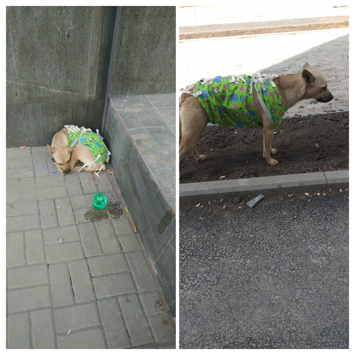 abbsmth's tweet photo. There are a lot of street dogs in our yard that multiply rapidly.People want to shoot them,but the dogs are very friendly. One woman offered to sterilize girls' dogs so as not to shoot them.People donated money. One dog has been sterilized today. Just look at this"woman in labor" https://t.co/ATR4eIPg3g