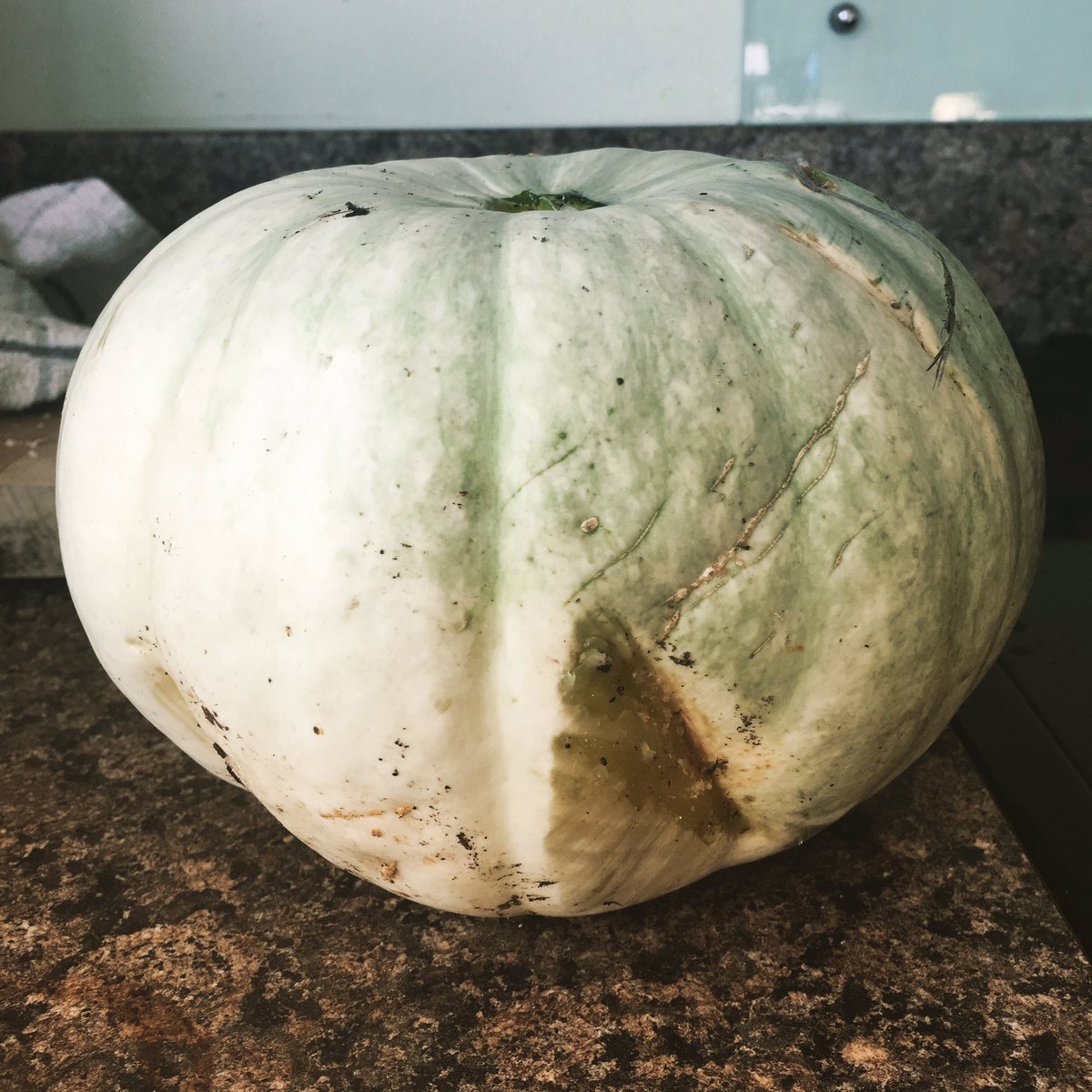 mikkmurray's tweet photo. First crown prince squash of the season!! It was growing in a tight spot and getting damaged so I’ve pick it. It’s a decent size though so perfect for this weeks soup! #allotment #growyourown #gardenersworld #organic https://t.co/vTzOff8Ot3