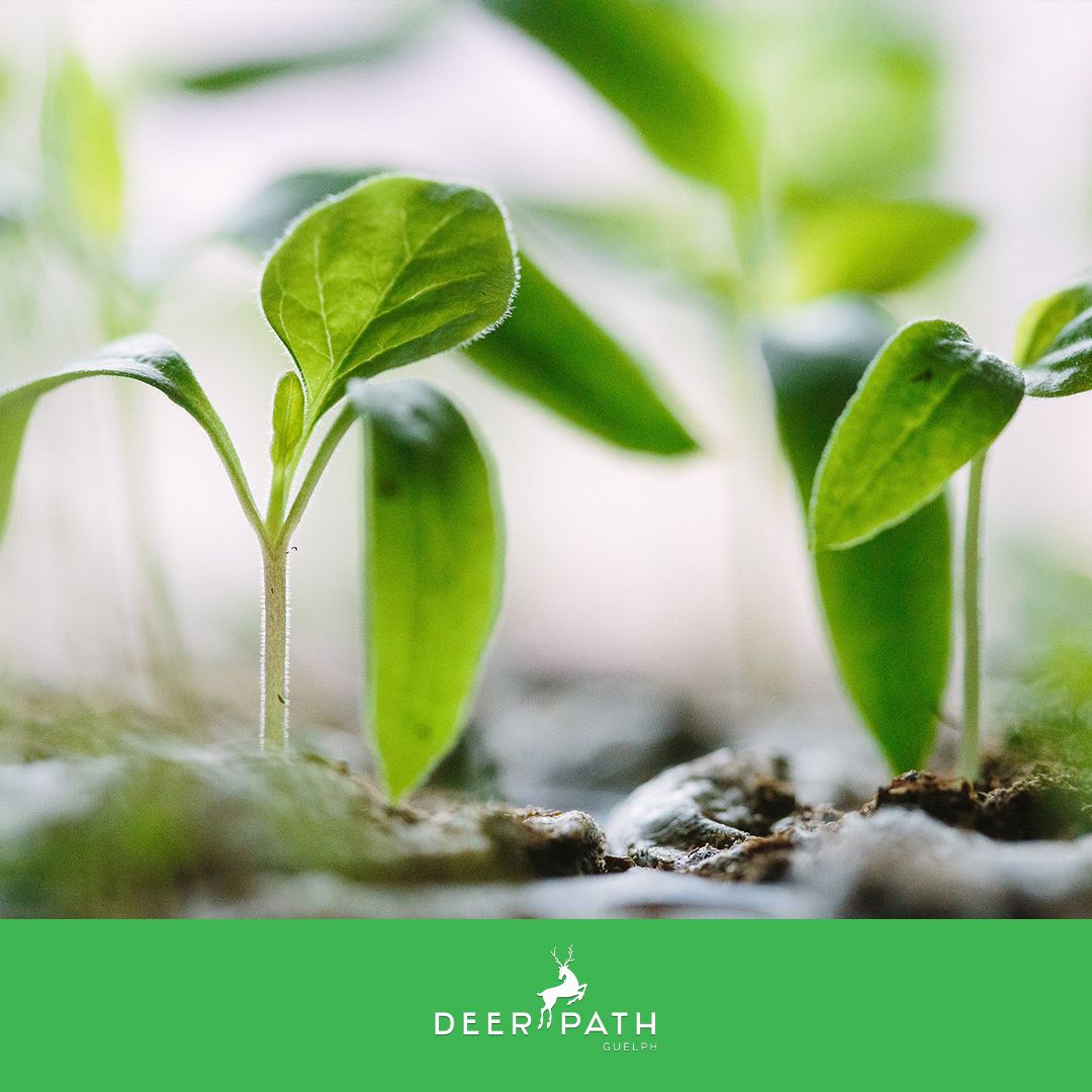 Get involved and be a part of an amazing initiative in Downtown #Guelph to keep the Earth healthy. The Guelph Zero Waste Festival will feature amazing environmental friendly vendors, workshops and more to explore. #GoGreen #GoCentral #DeerpathGuelph deerpath.ca 🌱🌎