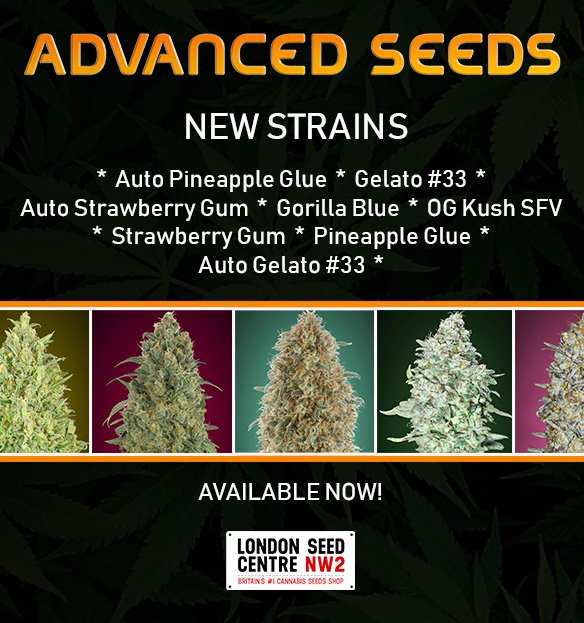 SeedCentre's tweet photo. New strains from #AdvancedSeeds available now at #LondonSeedCentre:
https://t.co/bhUX7h4jBE
#cannabisseeds #cannabis #weedstagram #cannabisculture #cannabiscommunity #highsociety #Gelato33 #GorillaBlue #OGKushSFV #StrawberryGum #AutoPineappleGlue https://t.co/yhSaaCW4ry
