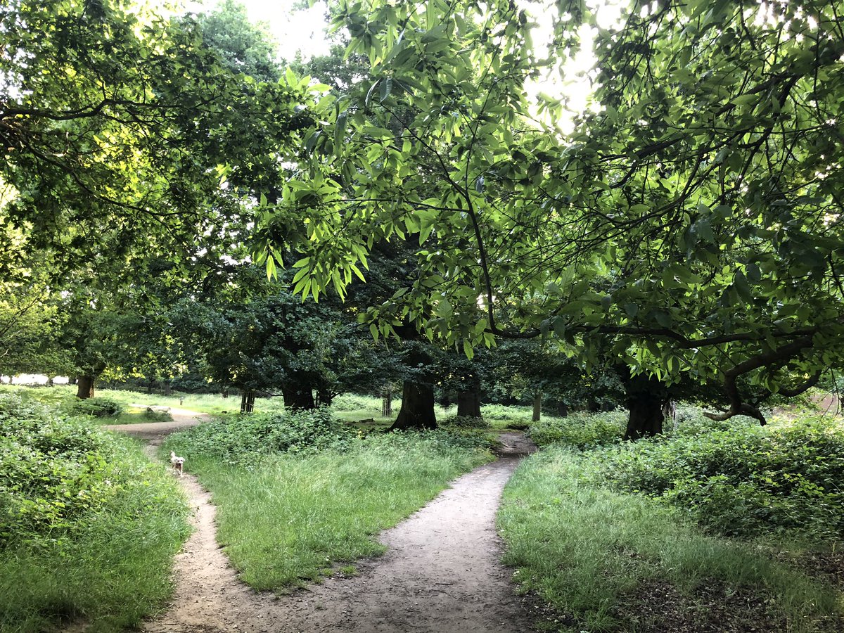 chamberrichmond's tweet photo. #BiggestDecisionToday #WhichWayToGo! #HappyWeekend! #Mindfulness #Nature #Beautiful #Outdoors #RuralLandsape #RichmondUponThames #RichmondPark #TakeAWalk! #healthy #lifestyle #LiveLonger #Relaxation #photocopyright @chamberrichmond https://t.co/4P2Bc5lbBv
