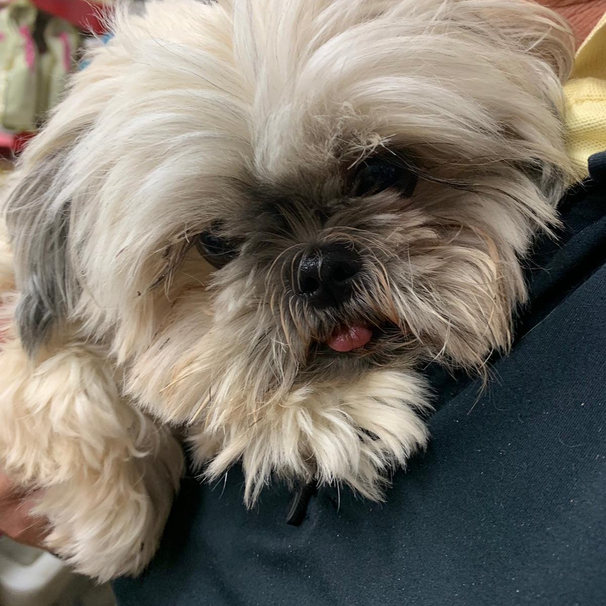 bubblesofongar's tweet photo. GOOD NEWS 👍 Owners have been found and everything is safe and sound 🤪👌 https://t.co/juR592zPu5