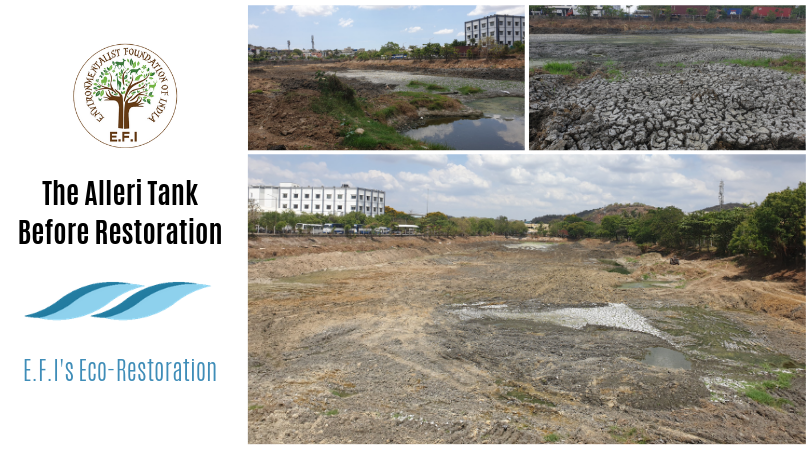 EFIVolunteer's tweet photo. #OasisinChennai
The Alleri tank in the south-western suburbs of Chennai was recently restored and is now waiting for the monsoons!

An Oasis in Chennai!

Read more about the restoration here: https://t.co/0BgnSvY0Gz

#water #lake #EFI #Restoration #chennai #ChennaiWaterCrisis https://t.co/WG2AQLJjIe
