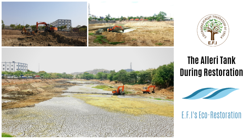 EFIVolunteer's tweet photo. #OasisinChennai
The Alleri tank in the south-western suburbs of Chennai was recently restored and is now waiting for the monsoons!

An Oasis in Chennai!

Read more about the restoration here: https://t.co/0BgnSvY0Gz

#water #lake #EFI #Restoration #chennai #ChennaiWaterCrisis https://t.co/WG2AQLJjIe