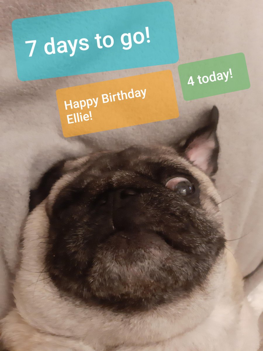 SparkleTwinnie's tweet image. 7 days to go for @AutCraft's AutconUK 2019! This image was made by one of our autsome players  @vakarellie9 whose adorable pug has a birthday today too! Happy Birthday Ellie!
