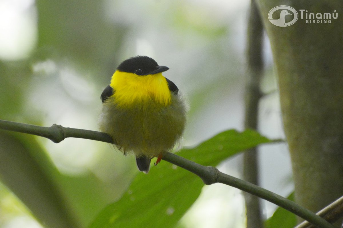 Photograph beautiful birds on our trails. White-bearded Manakin - Manacus manacus (Viridiventris Male)

#ColombianBirds #Birdwatching #Birding #TinamuBirding #BestBirds #NatureColombia