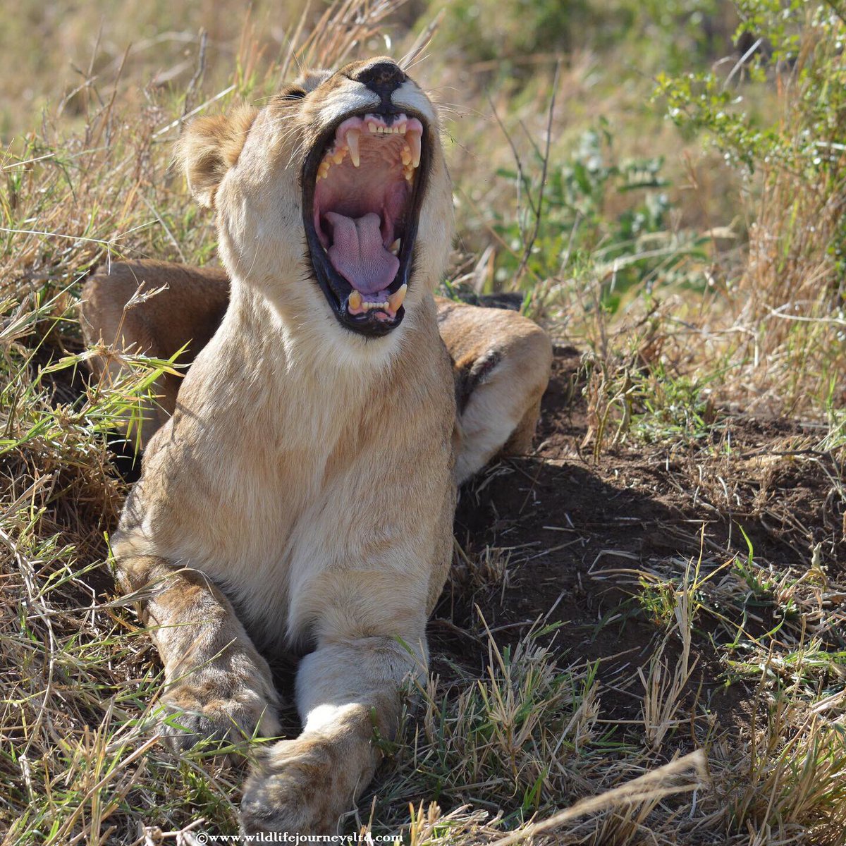 Travel with Wildlife Journeys Ltd tweet media