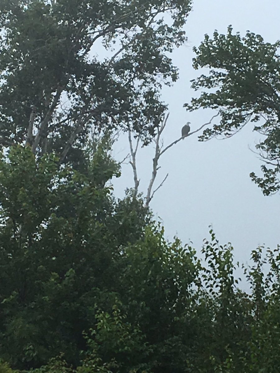 Early Scoring Update. Eagle on #1 #CGC