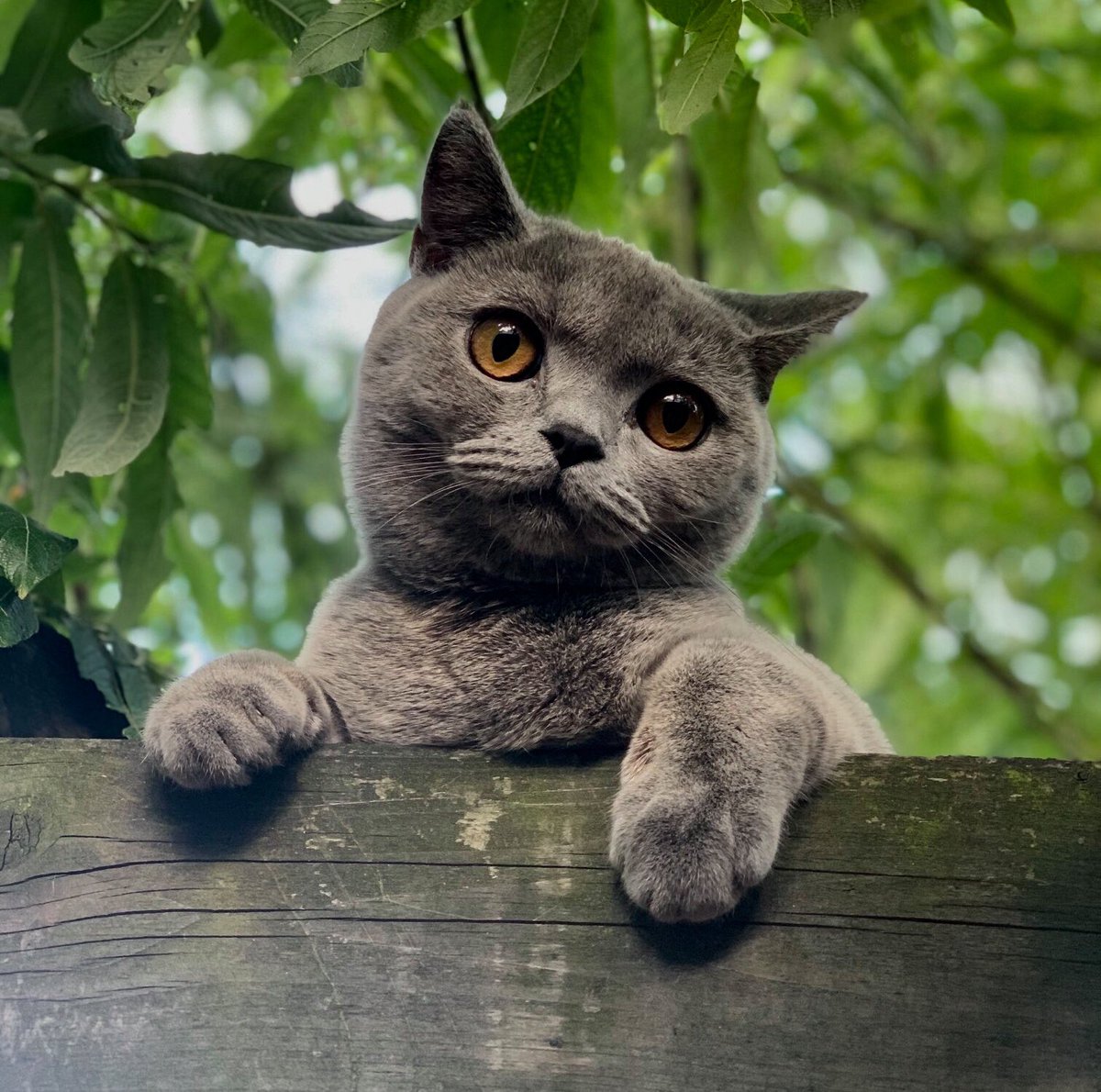 Protect Cats UK tweet media