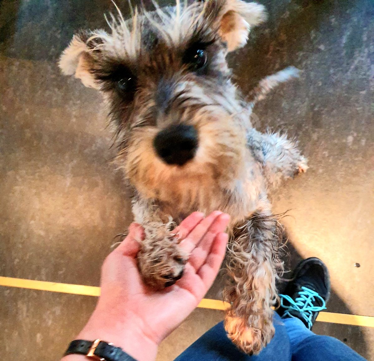 LOFARIreland's tweet photo. Like #radioastronomy, our tours run in all weathers! Just ask Iggy, who braved the rain today to come and hear about #Astronomy in #Birr.
Insisted her humans take a look at our @IAU_org Above & Beyond exhibit too. Very good Iggy, any questions? #dogsofilofar #summerofscience π‘ https://t.co/fcBPjcACWR