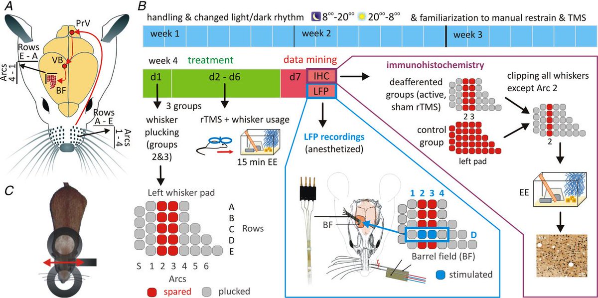 JPhysiol's tweet image. &apos;Repetitive transcranial magnetic stimulation recovers cortical map plasticity induced by sensory deprivation due to deafferentiation&apos; from @ruhrunibochum #plasticity #barrelcortex #TranscranialMagneticStimulation buff.ly/316KkPn