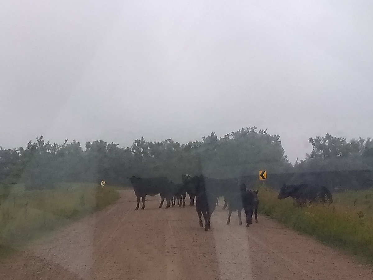 sallyjos's tweet photo. Northeast South Dakota traffic jam #sdproblems https://t.co/yG7u8O9pyK