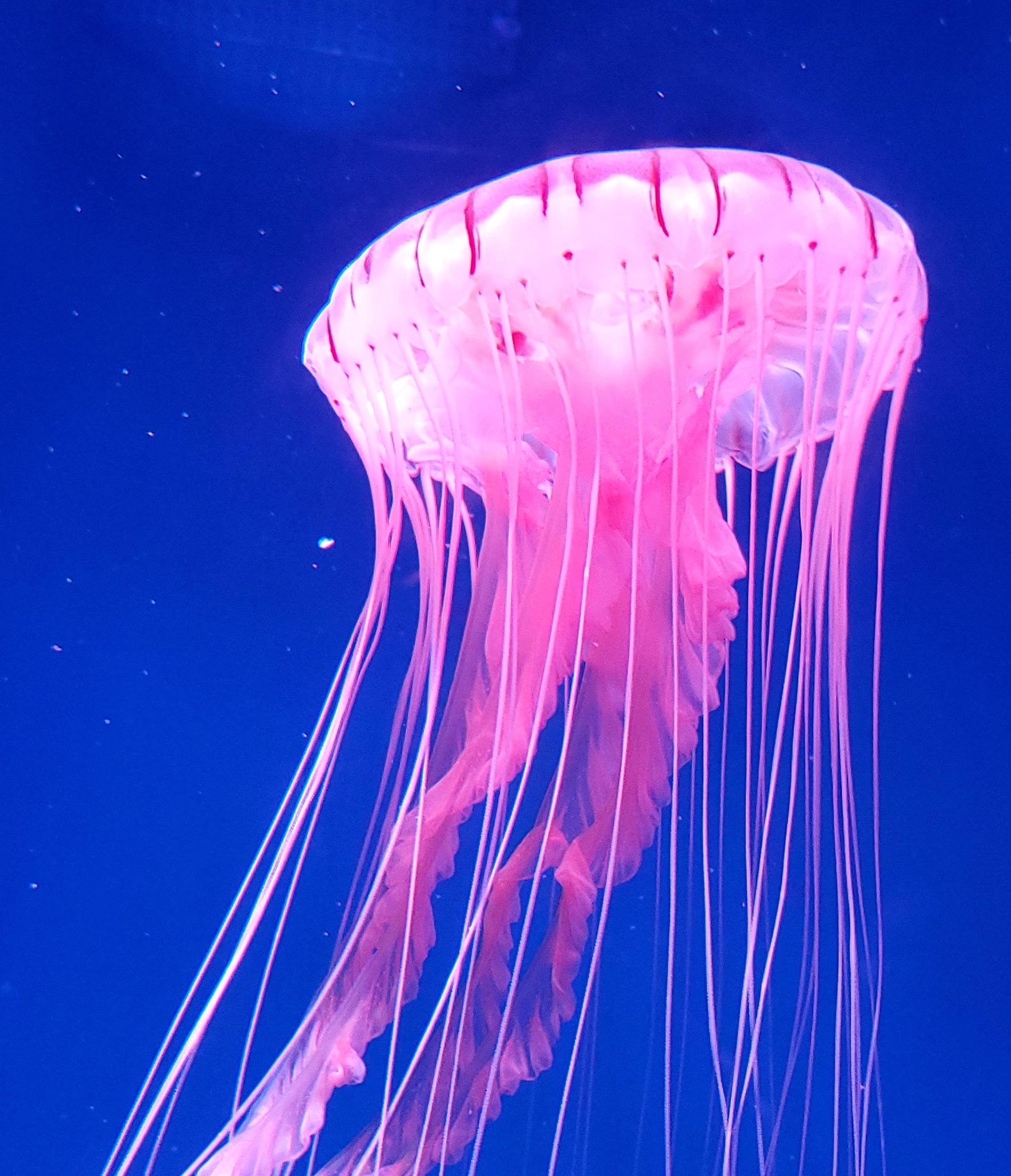 Ikumatu お目メがある 赤クラゲ お足がある みずくらげ 京都水族館 T Co Syiexro7z7 Twitter Ikumatu お目メがある 赤クラゲ お足がある みずくらげ 京都水族館 T Co Syiexro7z7 Twitter
