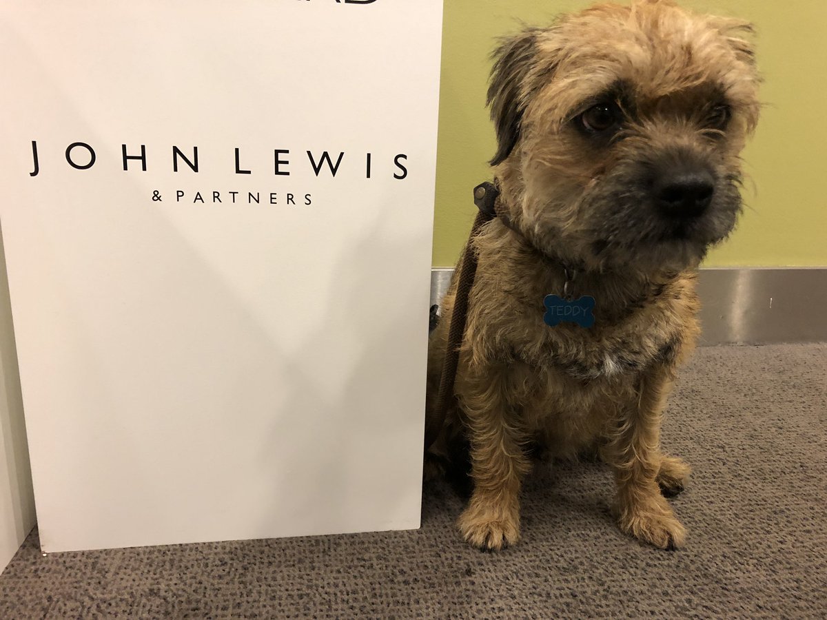 Sir Wilbur (CBE) 😊🐶 tweet media