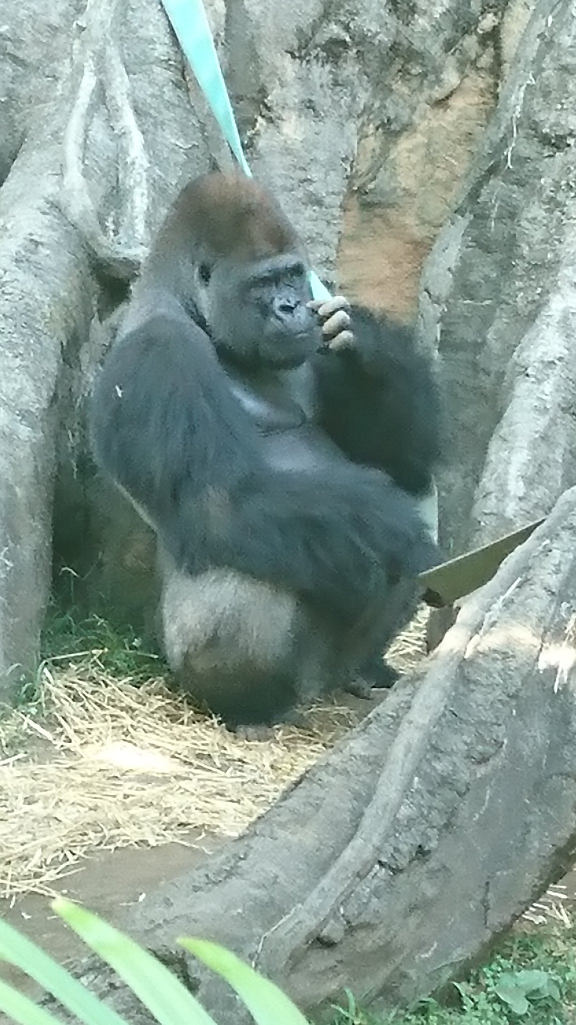 ゴリラ組長 ゴリラ男 正面を向いて座ってる男性のゴリラが本当に好きなんだよね あと4足で立ってる状態も好き かっこいいから 上野動物園 ニシゴリラ ゴリラ組長 ゴリラ男 正面を向いて座ってる男性のゴリラが本当に好きなんだよね あと4足で立ってる状態も好き かっこいいから 上野動物園 ニシゴリラ
