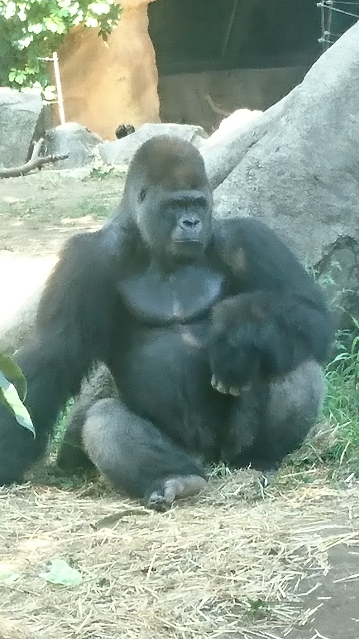 ゴリラ組長 ゴリラ男 正面を向いて座ってる男性のゴリラが本当に好きなんだよね あと4足で立ってる状態も好き かっこいいから 上野動物園 ニシゴリラ ゴリラ組長 ゴリラ男 正面を向いて座ってる男性のゴリラが本当に好きなんだよね あと4足で立ってる状態も好き かっこいいから 上野動物園 ニシゴリラ