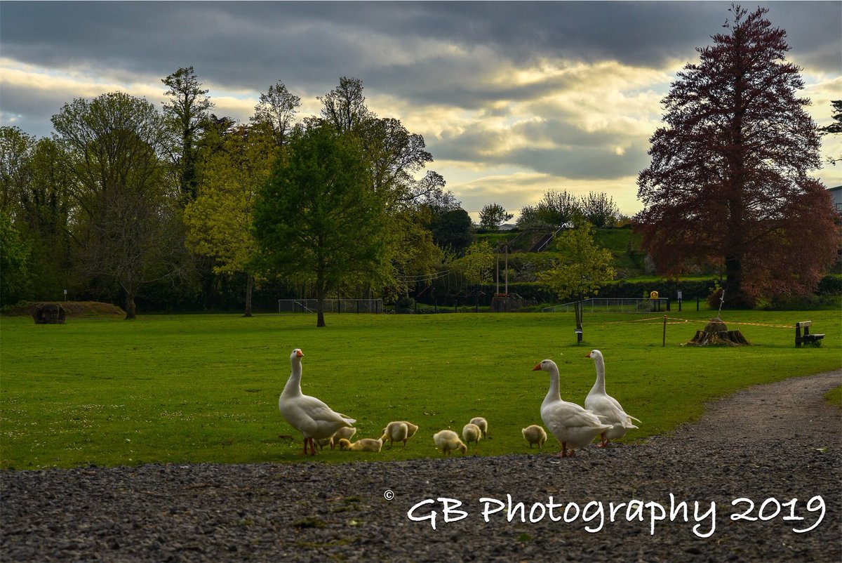 GBPhotography4's tweet photo. Birds 😃 🦢🦢🦆.
.
#swan #gooslings #duck #wildlifephotography #wildlife @swanstaigram @gooslings @ig_ireland_ @discoverireland_ @littlepiecesofireland @best_ireland_photos @bestirelandpics @tourismireland @todayinireland #wildlifephotography #photooftheday @best_birds_of_world https://t.co/CUzAyixt91