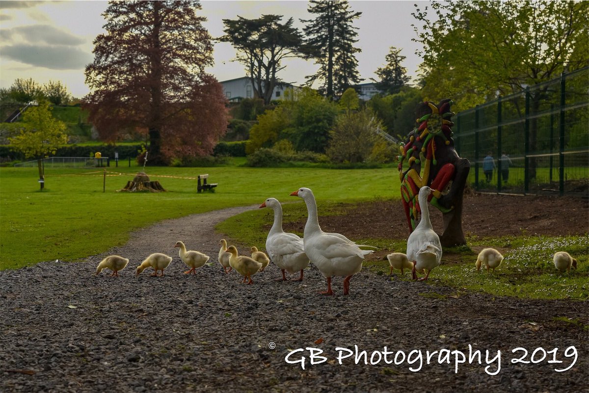 GBPhotography4's tweet photo. Birds 😃 🦢🦢🦆.
.
#swan #gooslings #duck #wildlifephotography #wildlife @swanstaigram @gooslings @ig_ireland_ @discoverireland_ @littlepiecesofireland @best_ireland_photos @bestirelandpics @tourismireland @todayinireland #wildlifephotography #photooftheday @best_birds_of_world https://t.co/CUzAyixt91