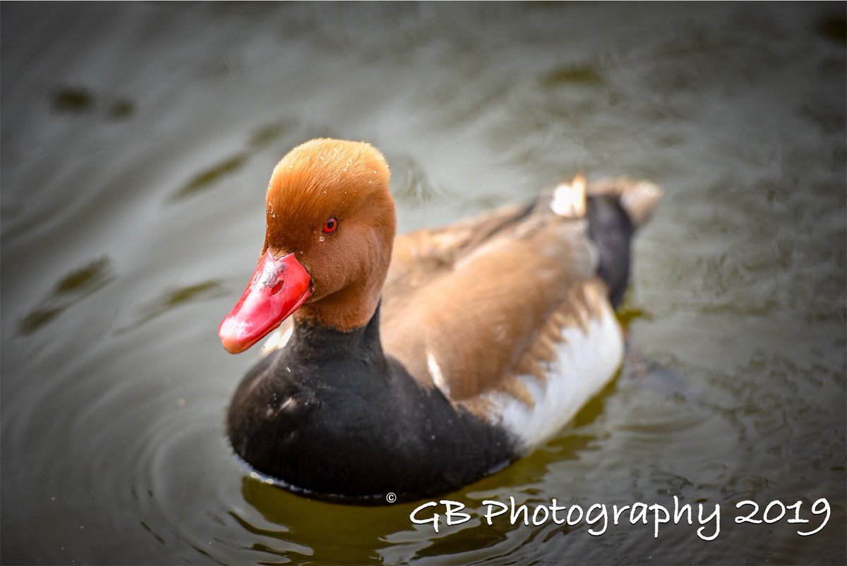 GBPhotography4's tweet photo. Birds 😃 🦢🦢🦆.
.
#swan #gooslings #duck #wildlifephotography #wildlife @swanstaigram @gooslings @ig_ireland_ @discoverireland_ @littlepiecesofireland @best_ireland_photos @bestirelandpics @tourismireland @todayinireland #wildlifephotography #photooftheday @best_birds_of_world https://t.co/CUzAyixt91