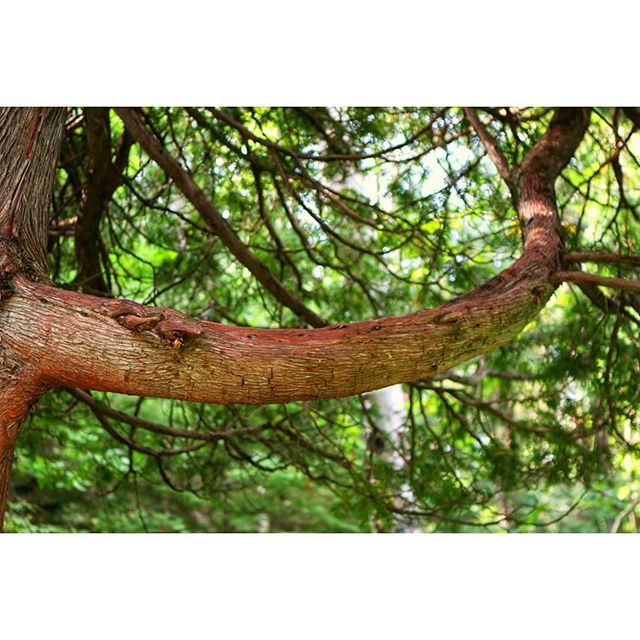 Shansapp's tweet photo. Sometimes I swear I can see the trees dancing
.
.
.
#dancingtrees #gooseberryfalls #outinnature #foundnaturally #flowingbranches #gracefulcurves #ilovetrees #treespirit #tree https://t.co/DIv2YcrNYe https://t.co/k8EKo69tCJ