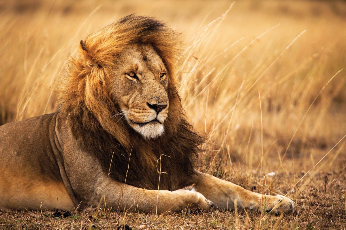 BeykozLEO's tweet photo. #WorldLionDay https://t.co/jaSoW9SfSe