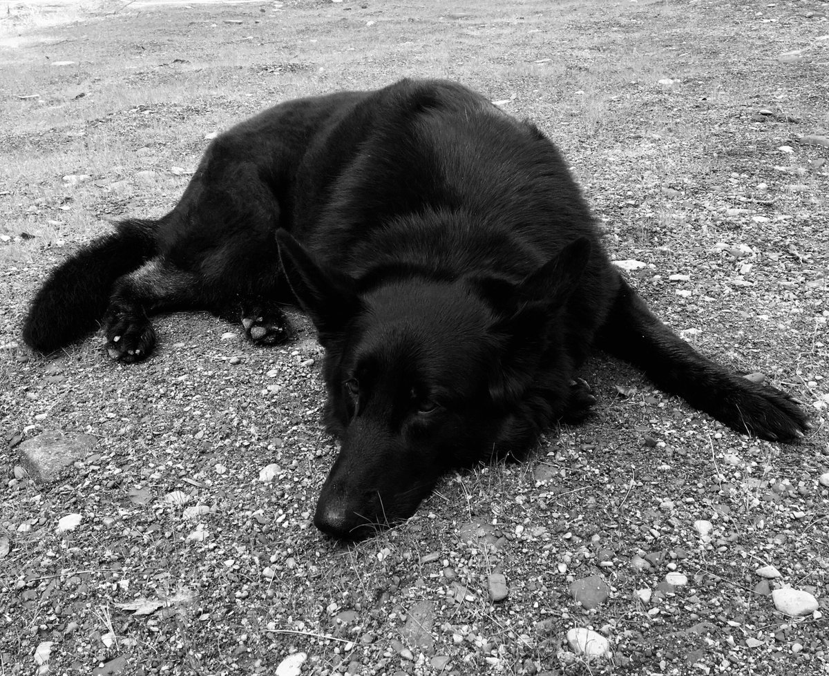 TilleyFireDog's tweet photo. Lake day, #littlevacation #workingdogsoftwitter https://t.co/rNuj2k1Km7