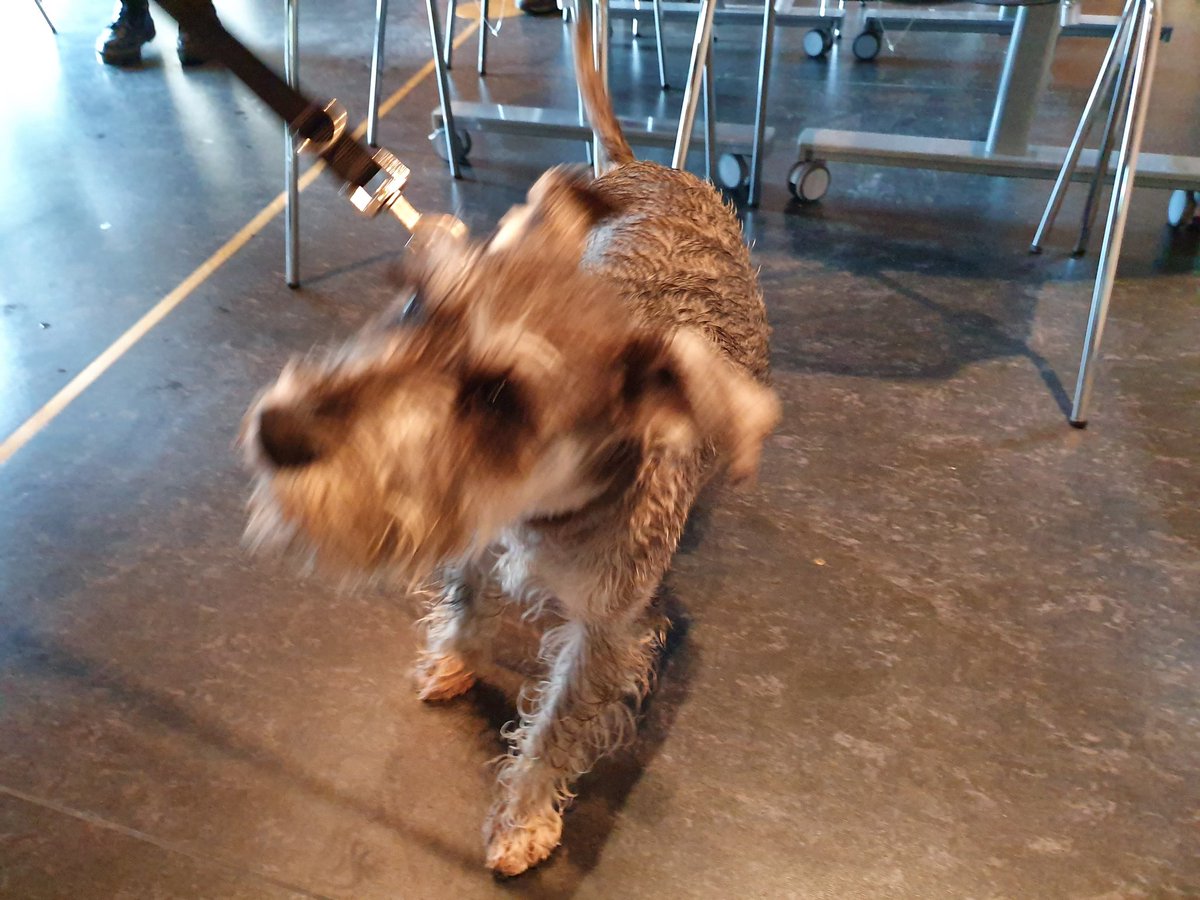 LOFARIreland's tweet photo. Just excited to be here #tippytapsforscience #dogsofilofar https://t.co/VISMcgQ5ve