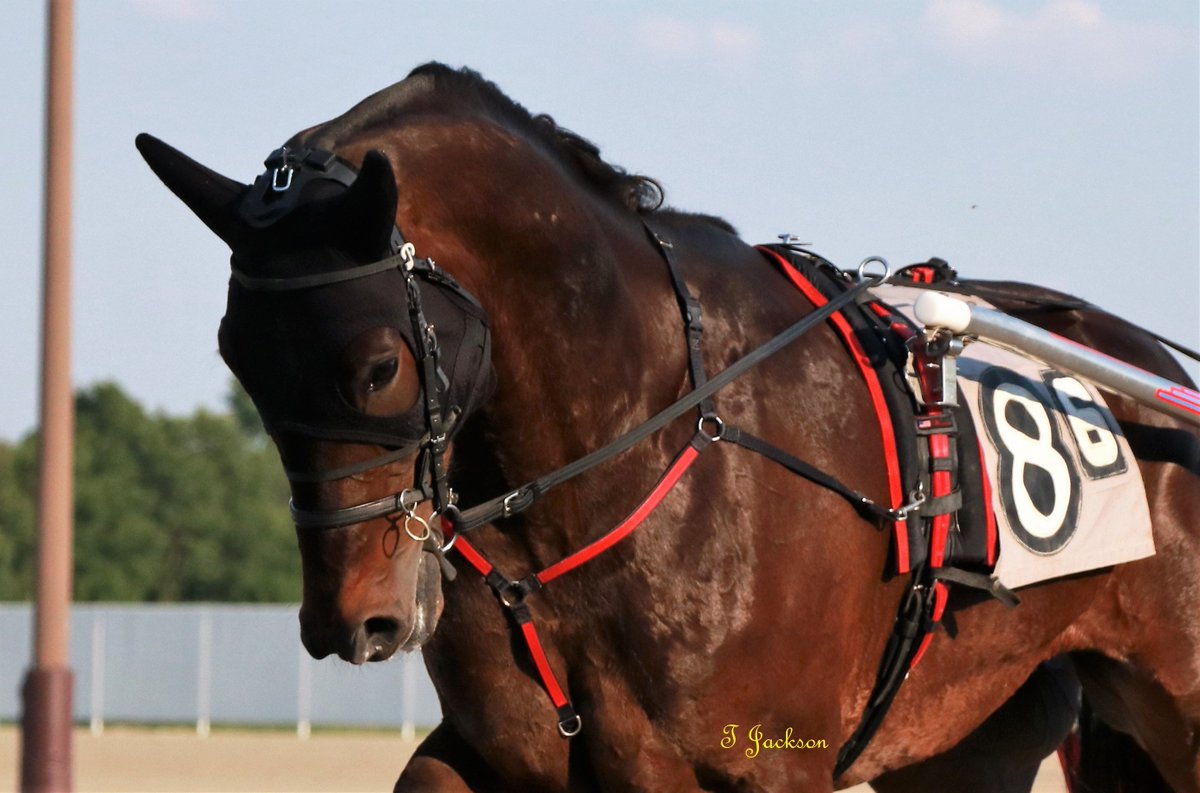 hoosiernations's tweet photo. @ClydeFr14390092 @That1BarryGuy @TheOhioWizard @Chris_wponies @JoannKi32885615 @rebelsart @jtlburn @kimberlymoier @GlenPeckinpaugh @vnssa926 @KathleenBaitzel @joe_norte @USHWACanada @chadmoore1976 @SadandSulk @HoP_Racing @____CharlieB #LatherUp joins track record holders #SweetLou #CastleFlight at Hoosier.  

Replay of #Patch26 
https://t.co/0thTM4GOik #PlayHP https://t.co/GP0dRK1JLB