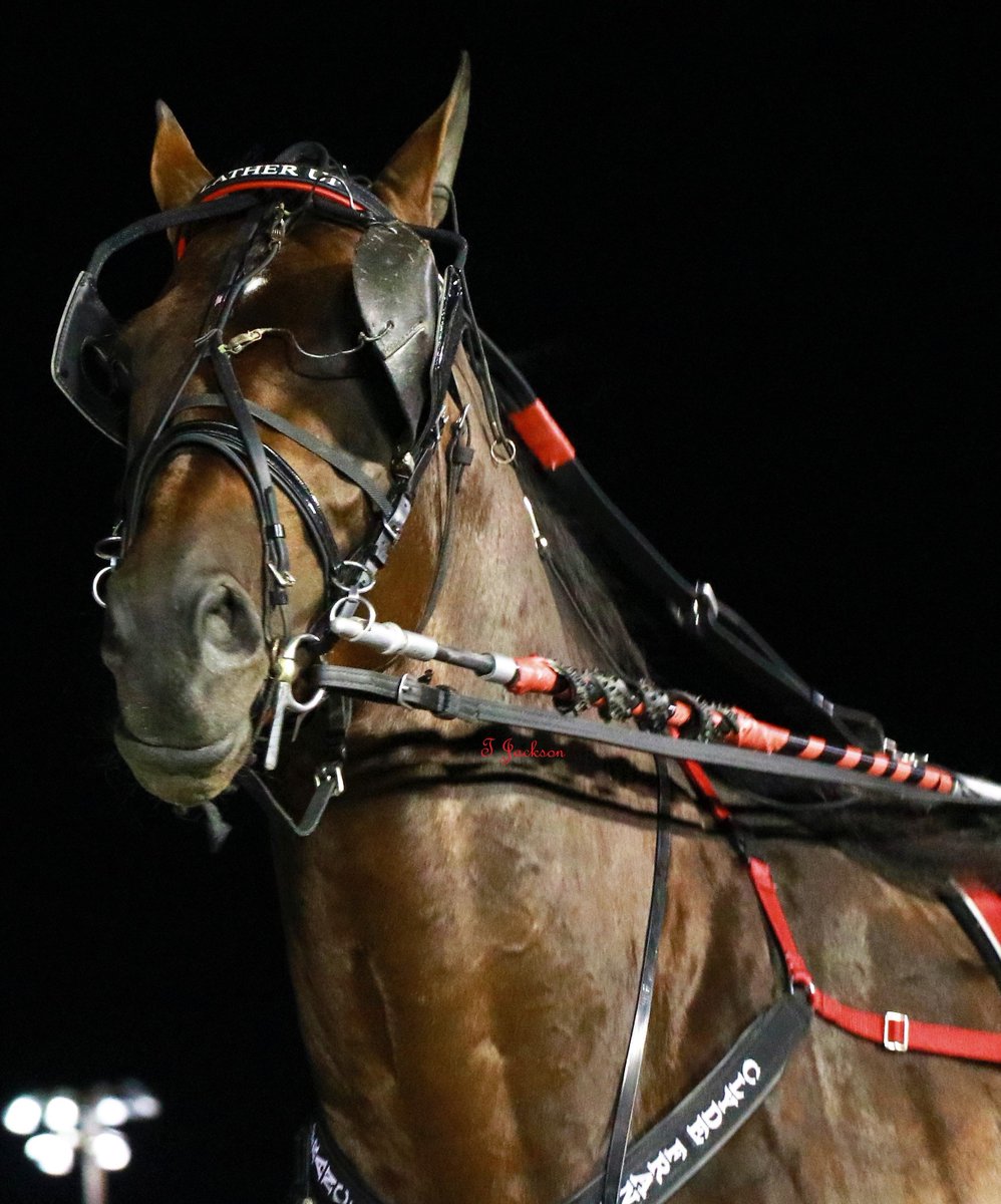 hoosiernations's tweet photo. @ClydeFr14390092 @That1BarryGuy @TheOhioWizard @Chris_wponies @JoannKi32885615 @rebelsart @jtlburn @kimberlymoier @GlenPeckinpaugh @vnssa926 @KathleenBaitzel @joe_norte @USHWACanada @chadmoore1976 @SadandSulk @HoP_Racing @____CharlieB #LatherUp joins track record holders #SweetLou #CastleFlight at Hoosier.  

Replay of #Patch26 
https://t.co/0thTM4GOik #PlayHP https://t.co/GP0dRK1JLB