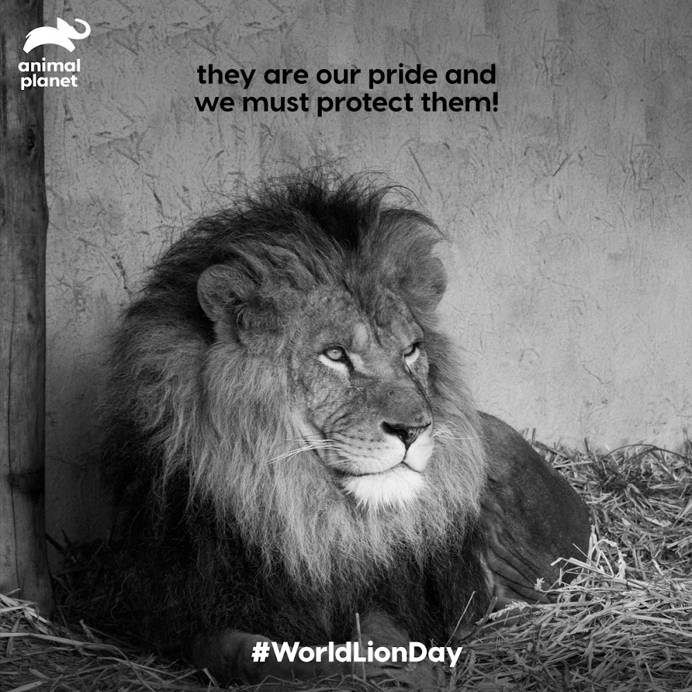 Animal Planet India sur Twitter : Animal Planet India sur Twitter :