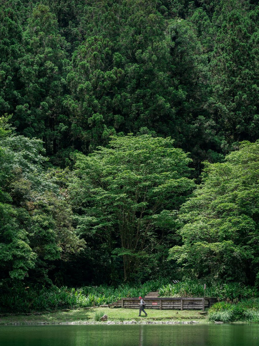 Akira_Hsu's tweet photo. [ 明池 Mingchih Forest Recreation Area ]

#MC14評測試拍 #旅行攝影 #Olympus #PENF #40150pro #MC14 #M43 #Taiwan #Mingchih #台湾 #台灣 #拉拉山 #北橫 #明池 #microfourthirdsgallery #カメラ好きな人と繋がりたい #ファインダー越しの私の世界 #東京カメラ部 https://t.co/om4P35pWdE