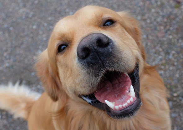 motherGuardians's tweet photo. National Spoil Your Dog Day!
*
*
*
*
#pupper #doggo #bestfriendsforlife #relaxationnation 
#SMBadvice #SMBIT #tech #technology #smb #smbgrowth #businesssuccess #IT #smallbiz #tips #ITconsulting #businessconsulting #itconsultant #businessconsultant #smbhelp #Chicagoland #Milwaukee https://t.co/O8PAxXKTT9