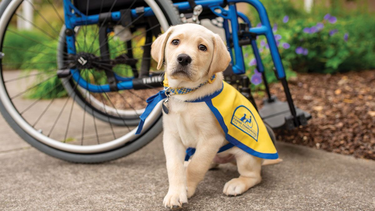 canineorg's tweet photo. Vote for the 2020 @ccicanine Puppy Calendar cover image today! https://t.co/jr5G9FRqp9. Please RETWEET. https://t.co/wQNUtb9mTC