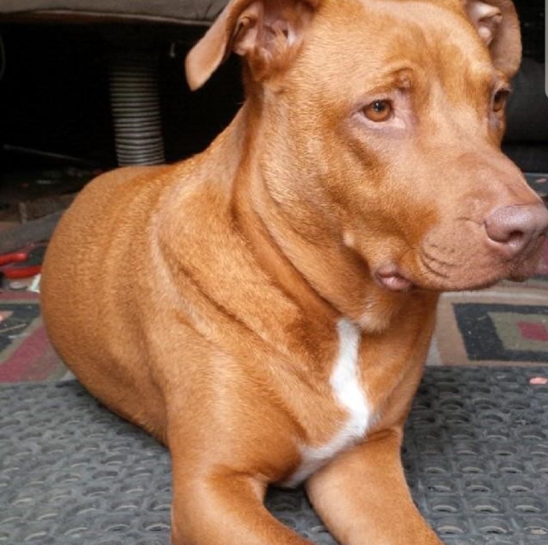 Moneychulo's tweet image. Missing u dog for life