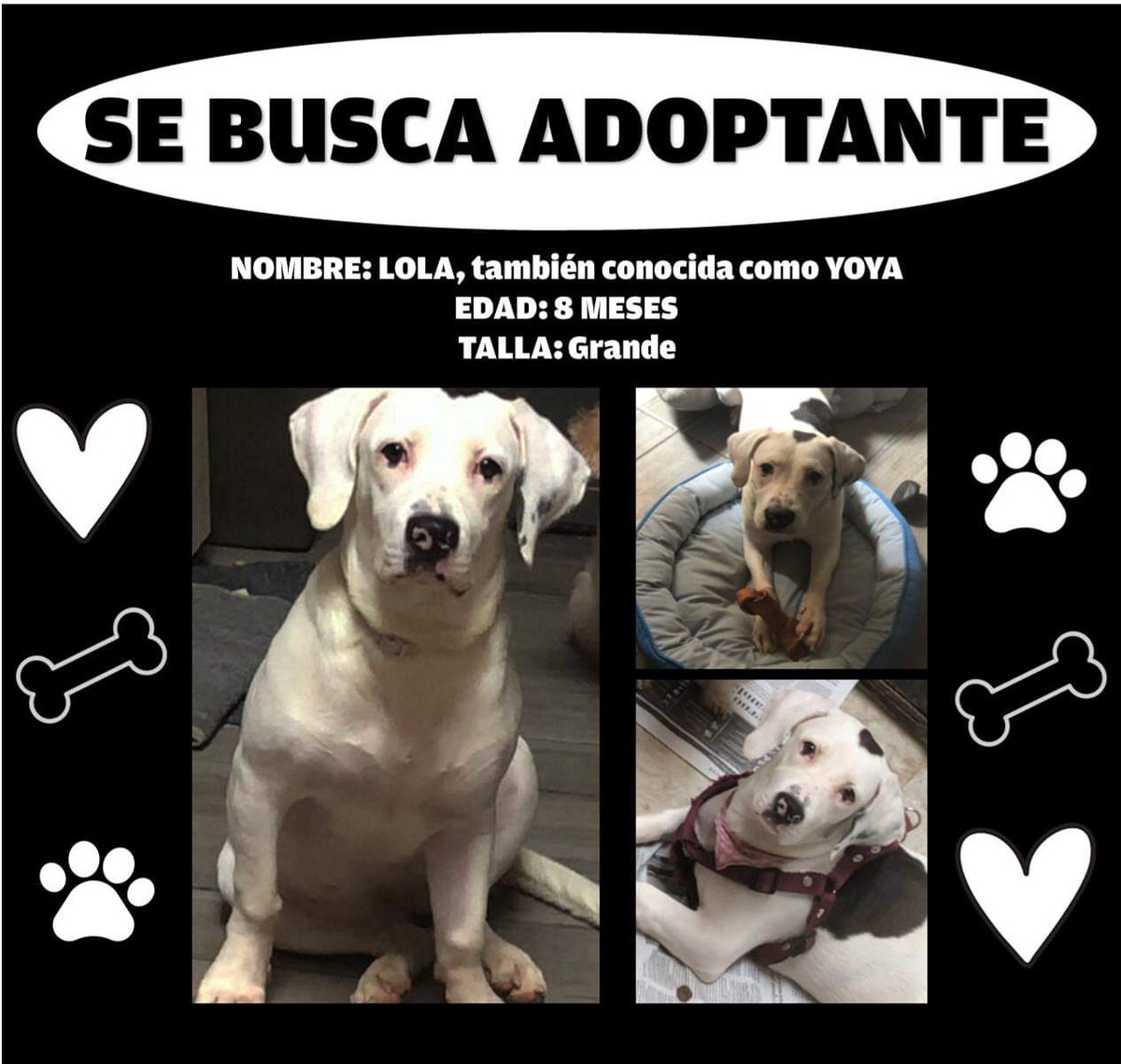 EnGuadalajara's tweet photo. BUSCO ADOPTANTE!!!

Se llama Lola, tiene 8 meses, se entrega vacunada, desparasitada, esterilizada y obesa... 

Busco a persona responsable, con espacio y mucho mucho amor.

Informes: 33 17 40 73 58

Por favor de compartir! 🐶🐕♥️ https://t.co/3av9akuw1i