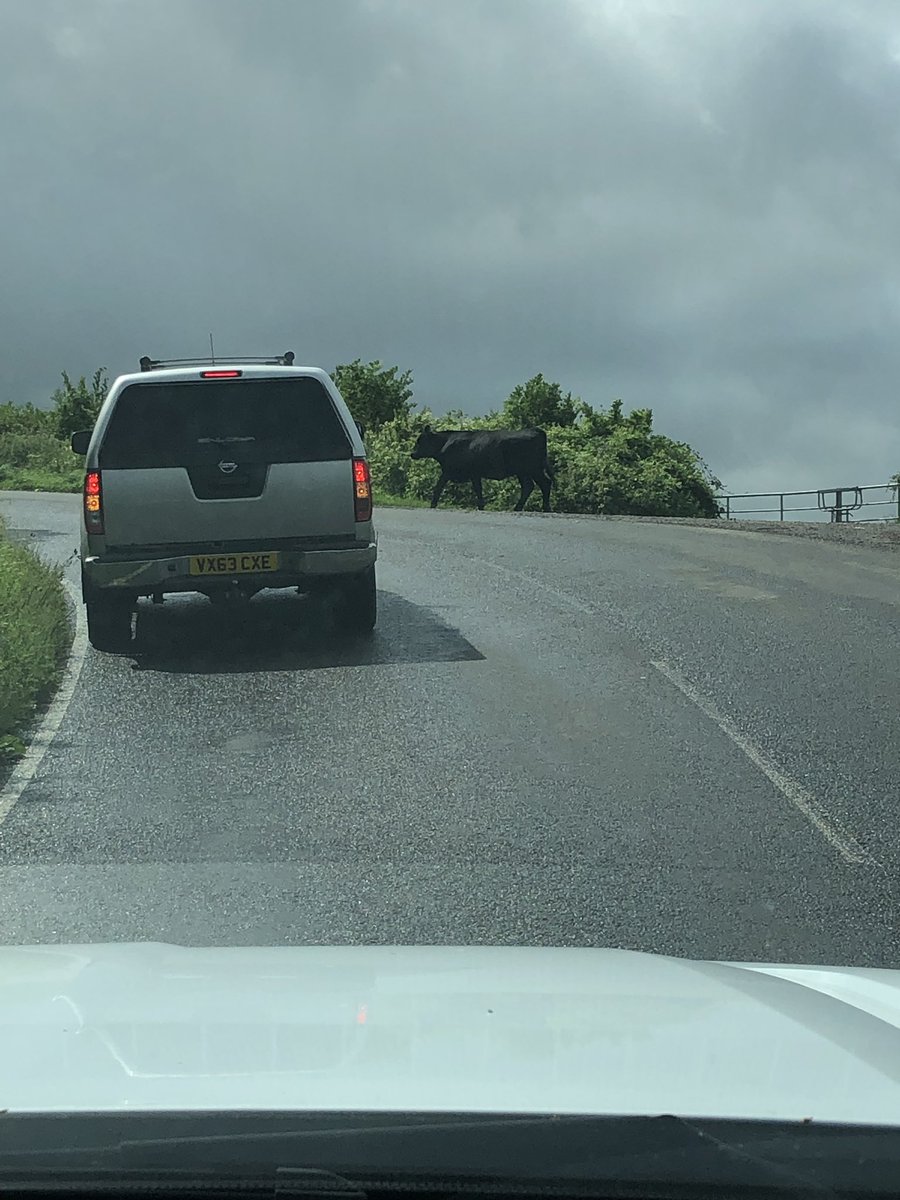 mitchbracey's tweet photo. Turned around as a tree is blocking the road then taking the alternative there’s a cow in the road only in the #shire #gloucestershire #stroud #tree #stormyweather #Weather #stormyweather #storm #thestanleys https://t.co/dboKeMsHRD