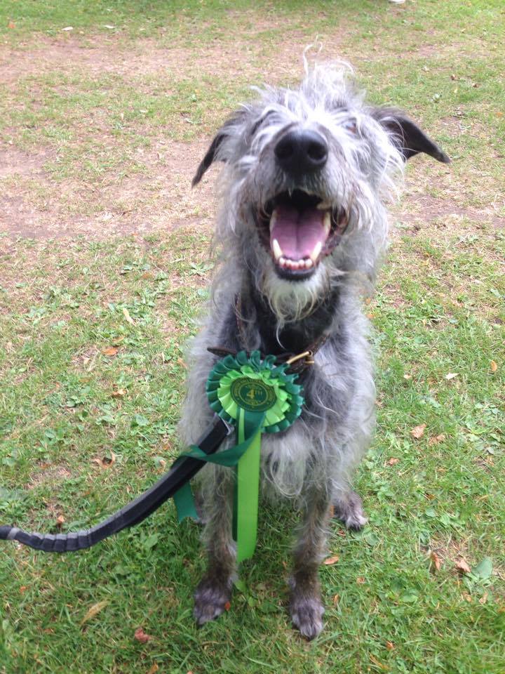 MyWishCharity's tweet photo. We hope to see you at the Wags to WiSHes Bury Dog Show tomorrow from 10am at the #MoretonHallCommunityCentre #Charity #DogShow #Suffolk #SupportLocal https://t.co/WcXAWBiUcI