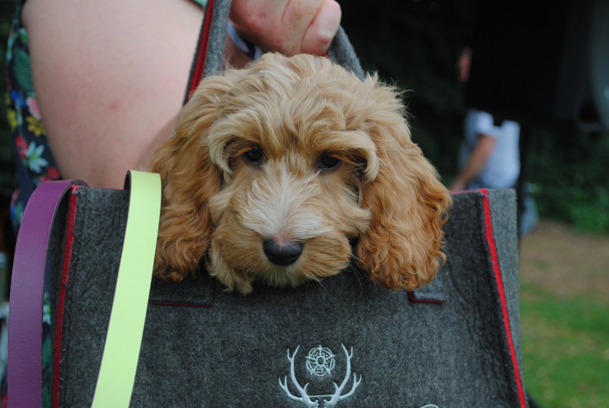 MyWishCharity's tweet photo. We hope to see you at the Wags to WiSHes Bury Dog Show tomorrow from 10am at the #MoretonHallCommunityCentre #Charity #DogShow #Suffolk #SupportLocal https://t.co/WcXAWBiUcI