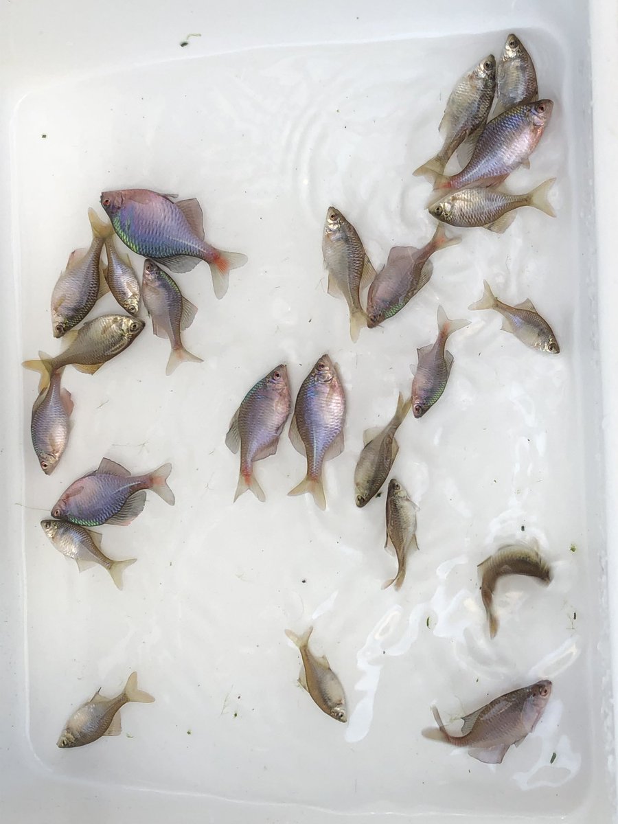 Okfish中村 No Twitter アクバスokfish 養殖ニッポンバラタナゴ15pr30匹 1996 元親釣獲足らず 養殖カゼトゲタナゴ15pr30匹プラス小型個体 16 元親釣獲 23匹 養殖サンショウモ 我が国のサンショウモ 赤 黒 青 改良ミナミヌマエビ 他に Okfish中村 No Twitter アクバスokfish 養殖ニッポンバラタナゴ15pr30匹 1996 元親釣獲足らず 養殖カゼトゲタナゴ15pr30匹プラス小型個体 16 元親釣獲 23匹 養殖サンショウモ 我が国のサンショウモ 赤 黒 青 改良ミナミヌマエビ 他に
