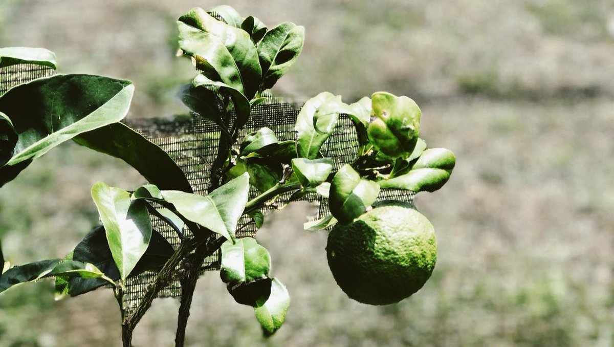 solar_branco's tweet photo. Our oranges are 100% organic from a rare heritage variety of citrus. They are seedless and bursting with flavour. We look forward to sharing more photos as they ripen!

#califronia #history #azores #citrus #oranges #azores https://t.co/J7x4fDEviT