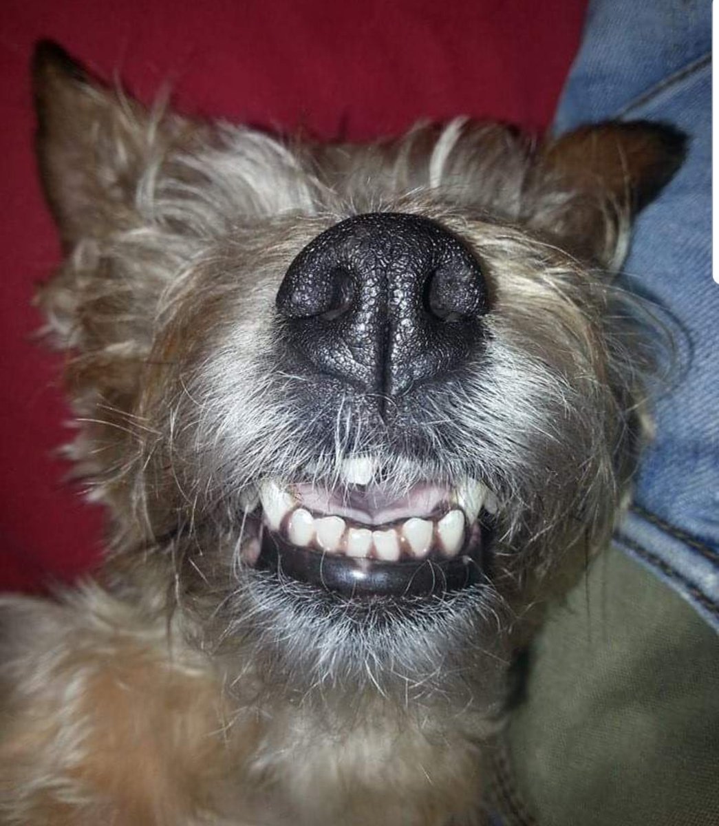 ferg_kev's tweet photo. Close up selfie of Maggie, our deaf, blind, wonky toothed 14 year old yorkie @magicradio #magicradiopets https://t.co/PCR1XZk9Lw