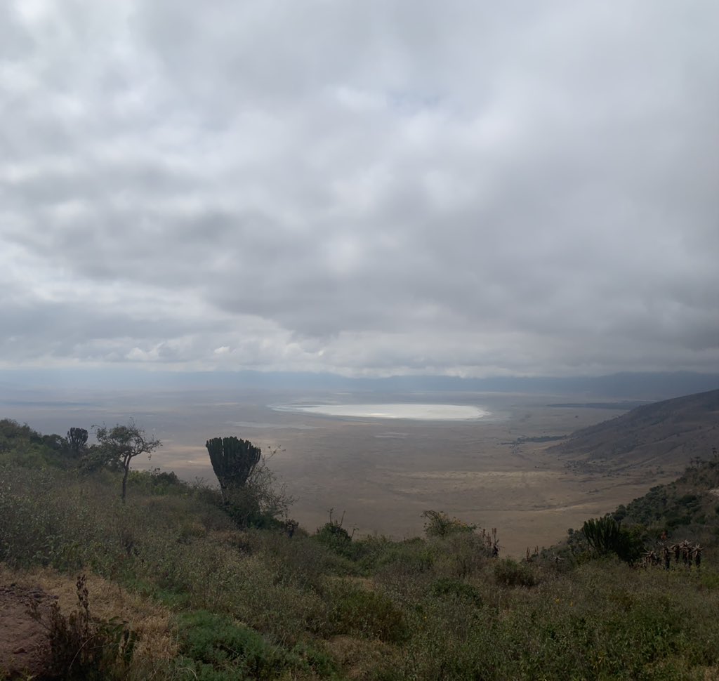 Gaur #NgorongoroNationalPark  🌋 🇹🇿