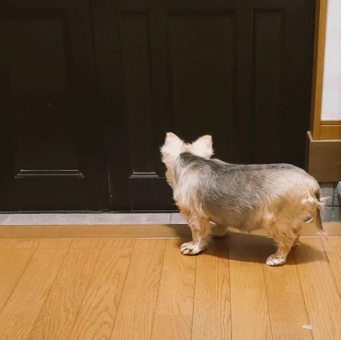 なにこれ可愛すぎ！玄関で帰りを待ち続ける犬が可愛くて泣けるｗｗｗ